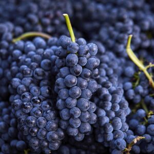 Pinot Noir High - Image 3